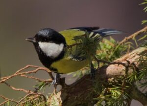 Juha präktig copyright