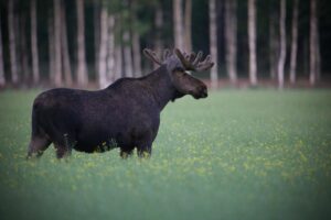 Juha präktig copyright