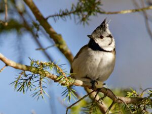 Juha präktig copyright