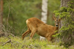 Juha präktig copyright