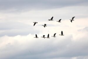 Juha präktig copyright