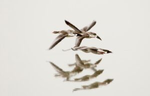 Juha präktig copyright